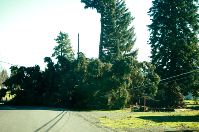 Photo of tree on power lines